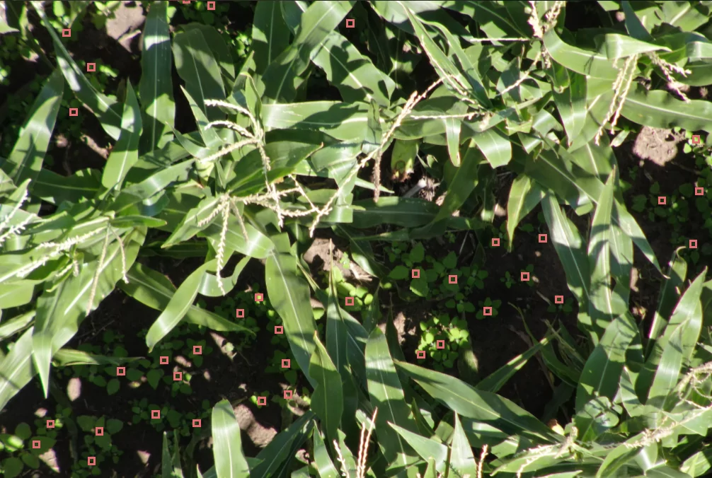 https://www.taranis.com/wp-content/uploads/2022/12/common-lambsquarters-corn-west-ainsworth-ne-.png