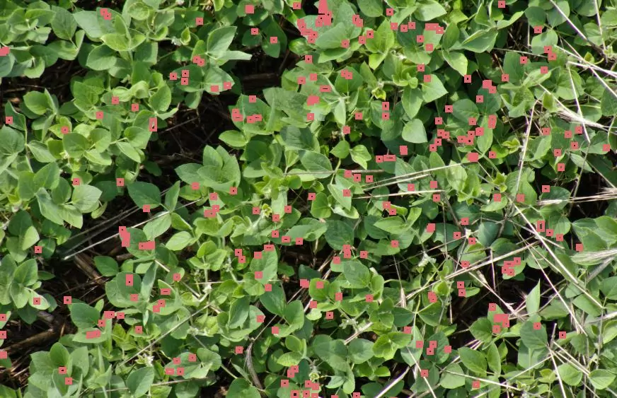 https://www.taranis.com/wp-content/uploads/2022/12/defoliation-soybeans-great-plains-woodworth_il.jpg