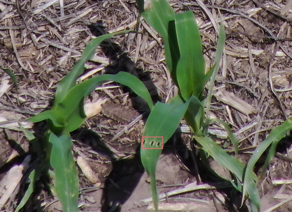 https://www.taranis.com/wp-content/uploads/2022/12/european-corn-borer-corn-west-yankton-sd.png