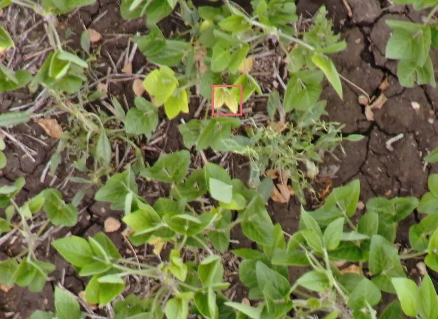 https://www.taranis.com/wp-content/uploads/2022/12/magneseum-soybeans-mid-west-kincaid_ks.jpg