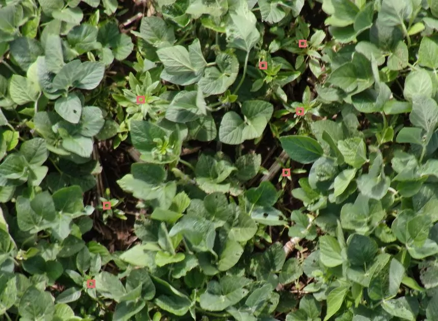 https://www.taranis.com/wp-content/uploads/2022/12/pigweeds-soybeans-midwest-sheridan_ia.jpg