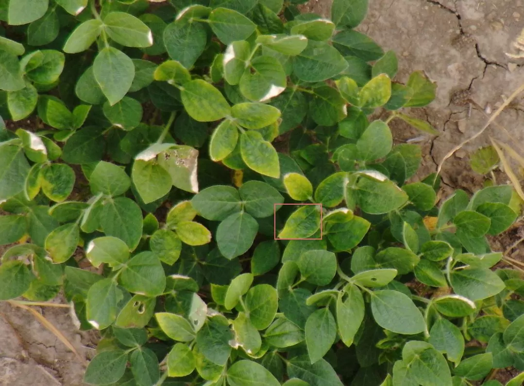 https://www.taranis.com/wp-content/uploads/2022/12/potassium-soybeans-mid-west-grant-park_il.jpg