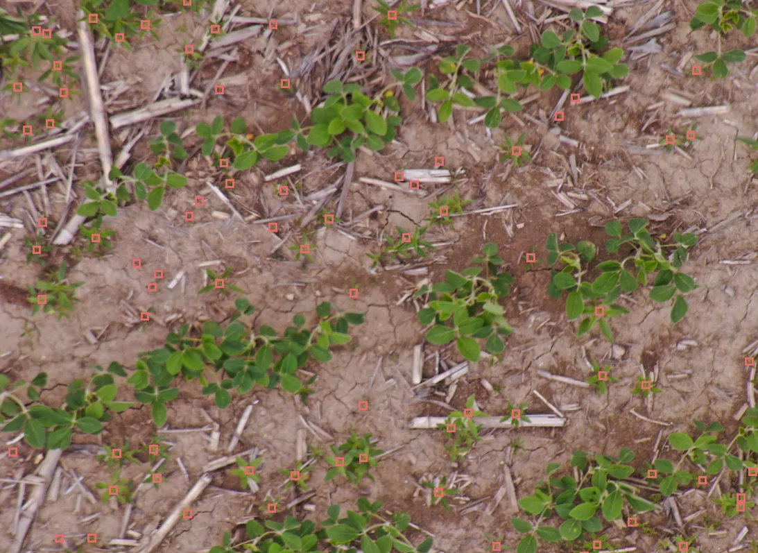 https://www.taranis.com/wp-content/uploads/2022/12/soybean-early-pigweed-mw-sheridan-ia-.png