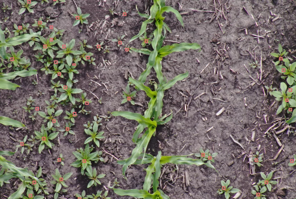 https://www.taranis.com/wp-content/uploads/2022/12/waterhemp-corn-mw-flanagan-il-.png